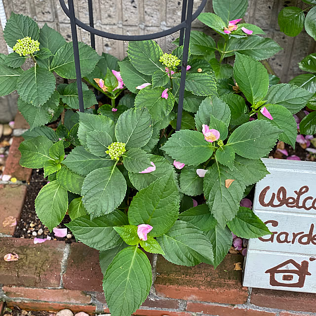 RoseLife5818さんの実例写真