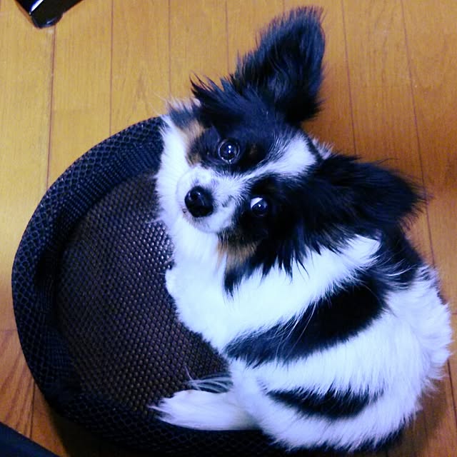 実例写真