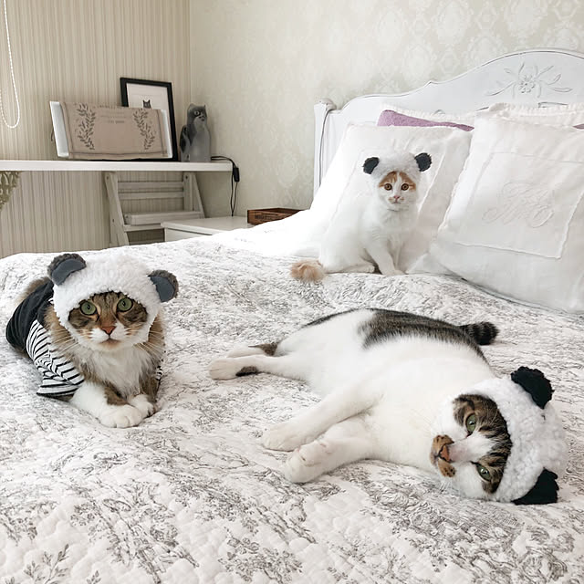 yuchiさんの実例写真