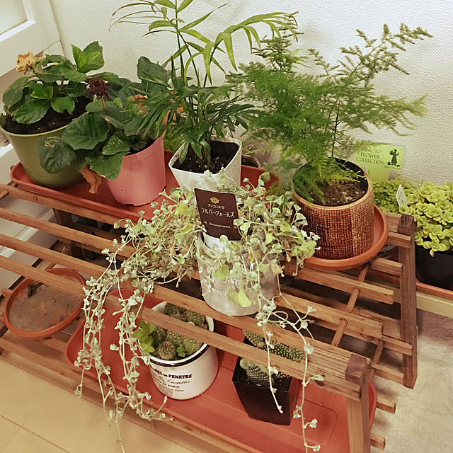 リビング/観葉植物/多肉植物のインテリア実例 - 2017-08-06 20:40:12