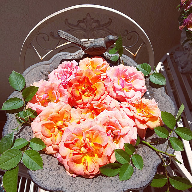 twinkle-butterfly38さんの実例写真