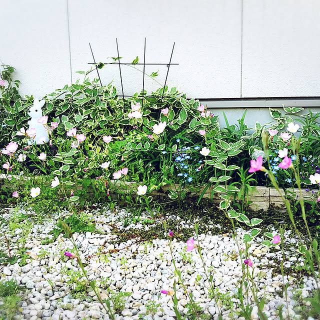portulacaさんの実例写真