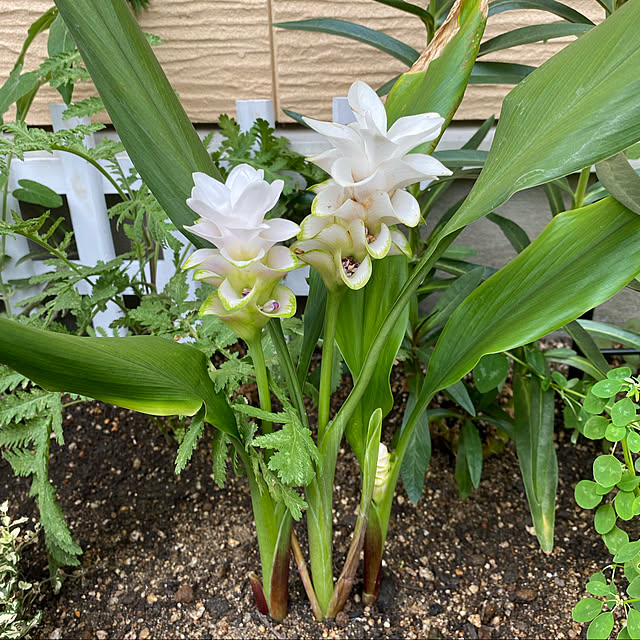 クルクマチェリープリンセス/ガーデニング初心者/花壇手作り/花/植物...などのインテリア実例 - 2022-08-14 13:03:51