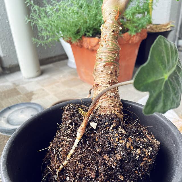 miyamiyaさんの部屋