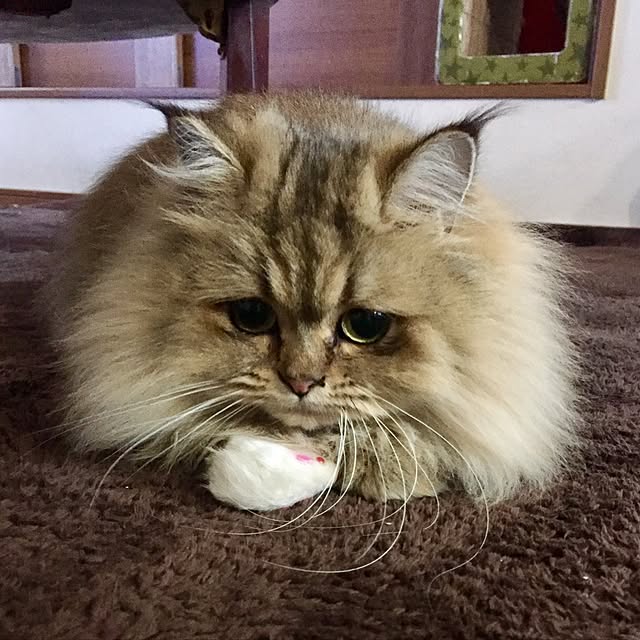 butachanさんの実例写真