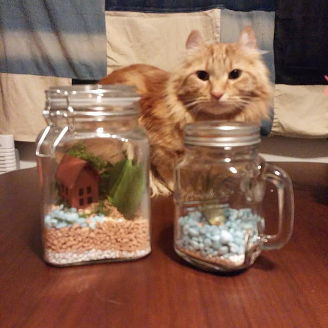 l..tomesanさんの実例写真