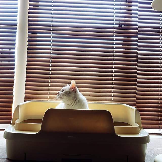 Blackcatさんの実例写真