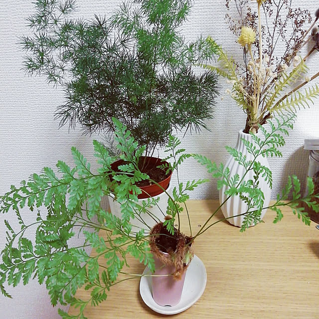 Suuさんの実例写真