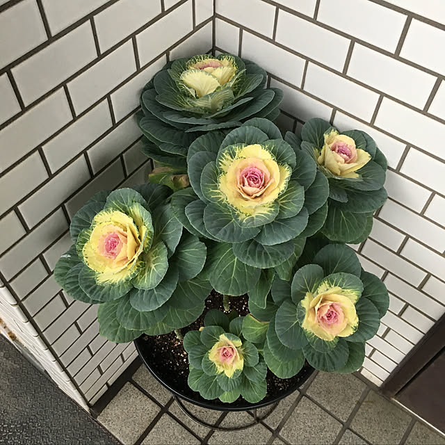 nanaさんの実例写真