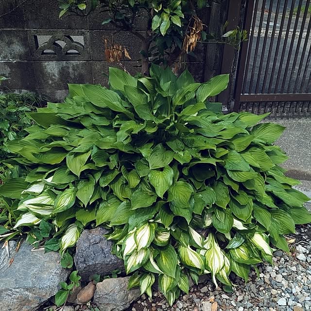 ku-garnet18さんの部屋