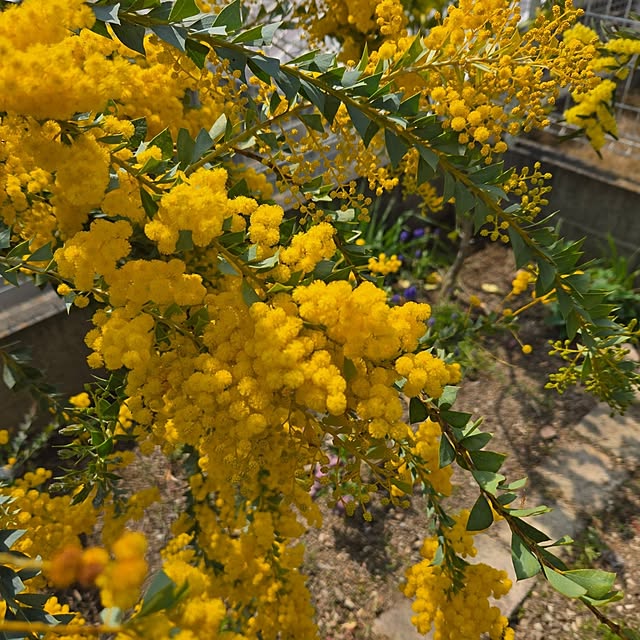 mayumiさんの部屋