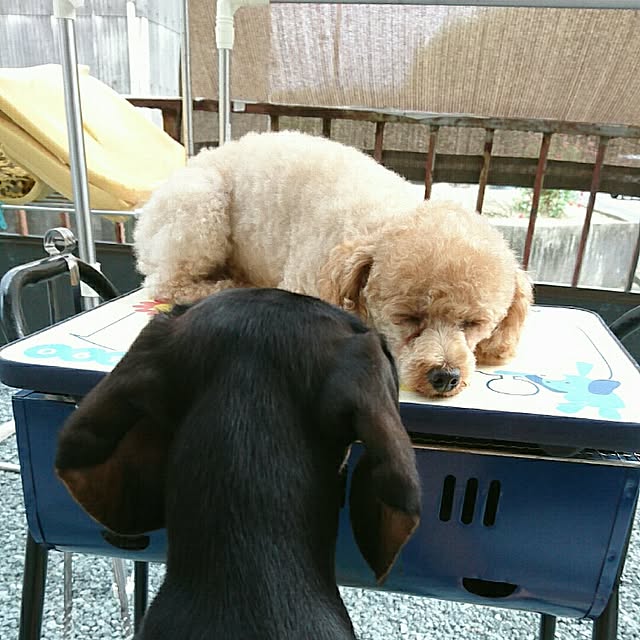TTさんの実例写真