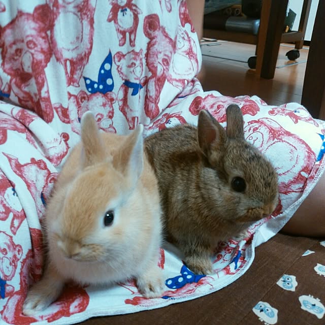 ChocolateNandasさんの実例写真