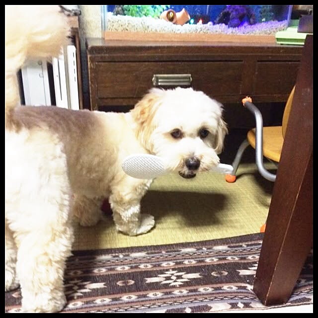 ichichiさんの実例写真
