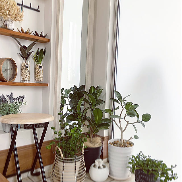 玄関引き戸/玄関インテリア/観葉植物/観葉植物のある暮らし/シンプルインテリア...などのインテリア実例 - 2021-07-15 18:04:23