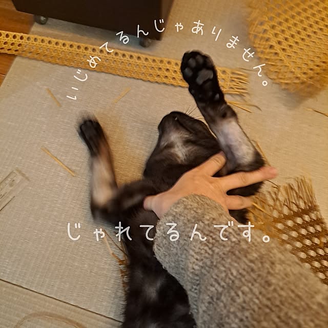 kankanmom_horn_5catsさんの部屋
