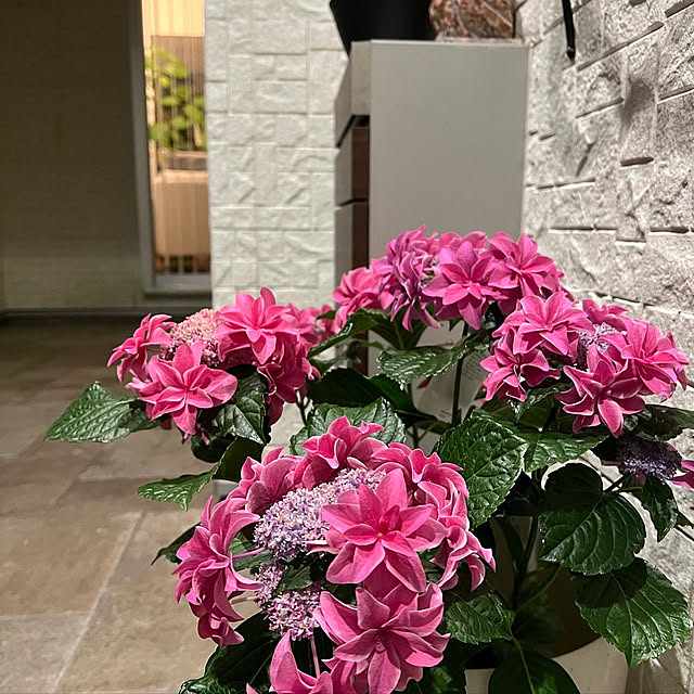 boutique.masayoさんの実例写真