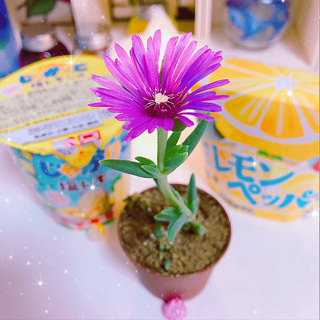 koyuriさんの実例写真