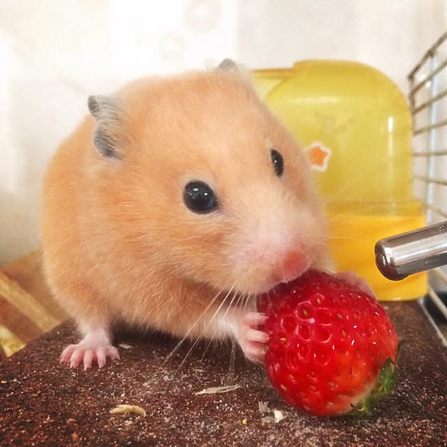 HappyRoseさんの実例写真