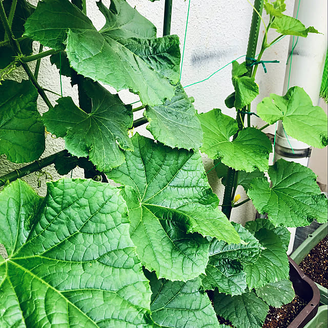 hanachanさんの部屋