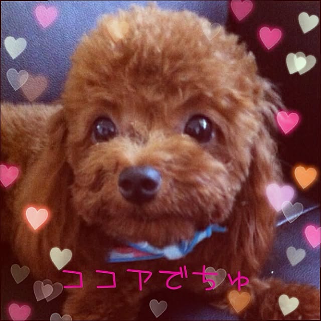 cocoさんの実例写真