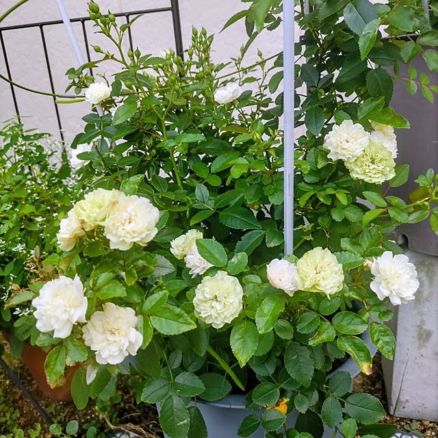 salacocoさんの実例写真
