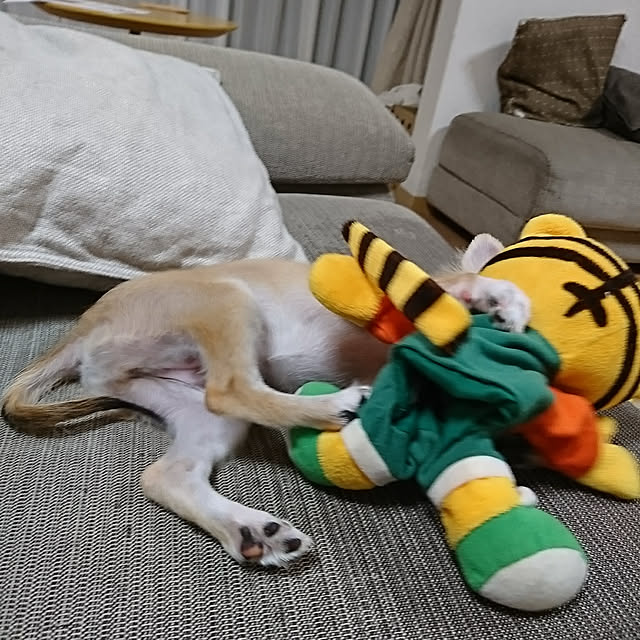 nattimomoさんの実例写真