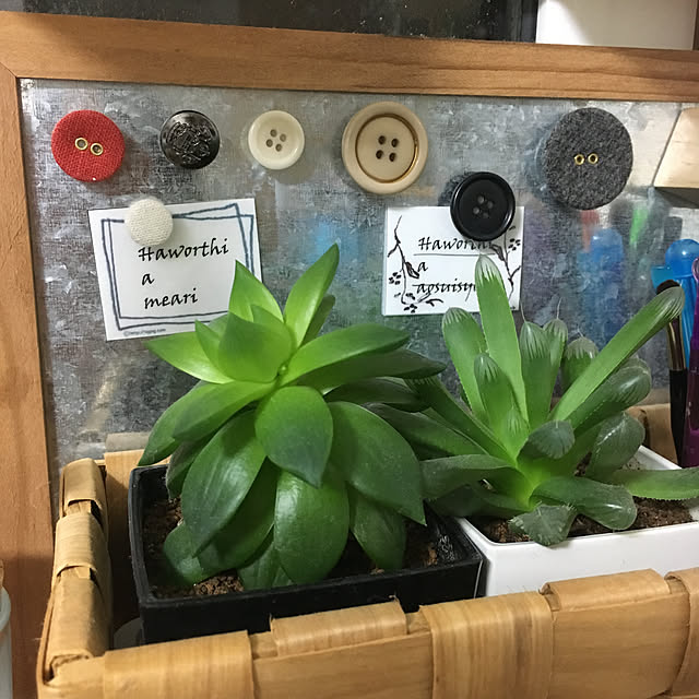 adumaさんの実例写真