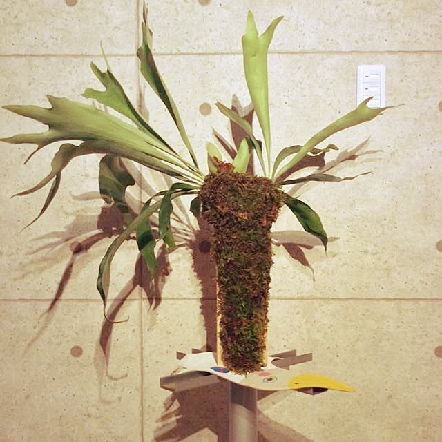 Kiminobuさんの実例写真