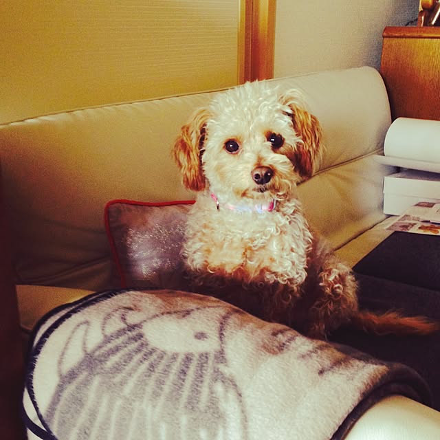 yさんの実例写真