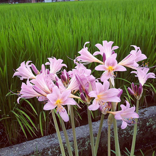 min_nimさんの実例写真
