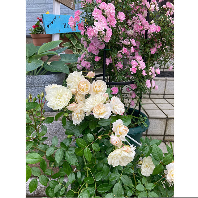 CoCo0617さんの実例写真
