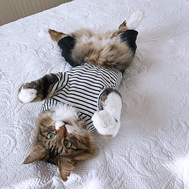yuchiさんの実例写真