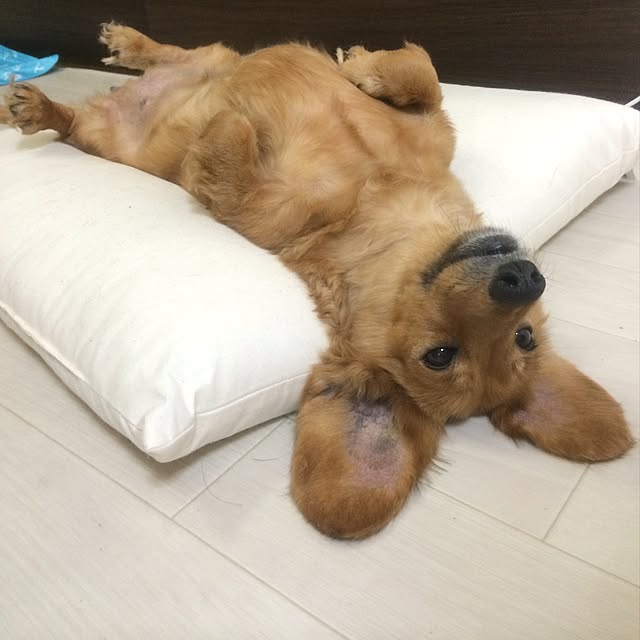 nohohonさんの実例写真