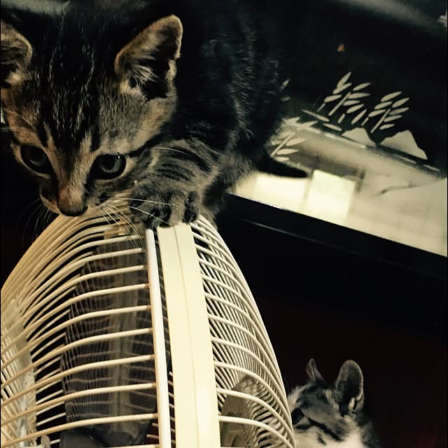 Muratukinさんの実例写真