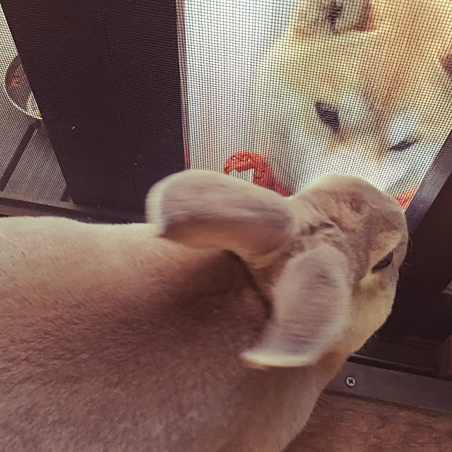 fruity anさんの実例写真