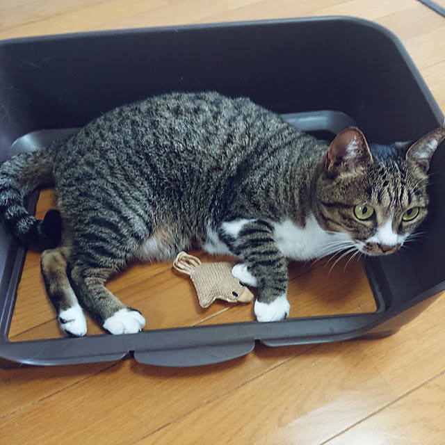 nachiさんの実例写真