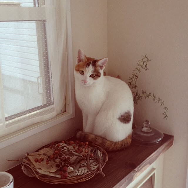 sawaさんの実例写真