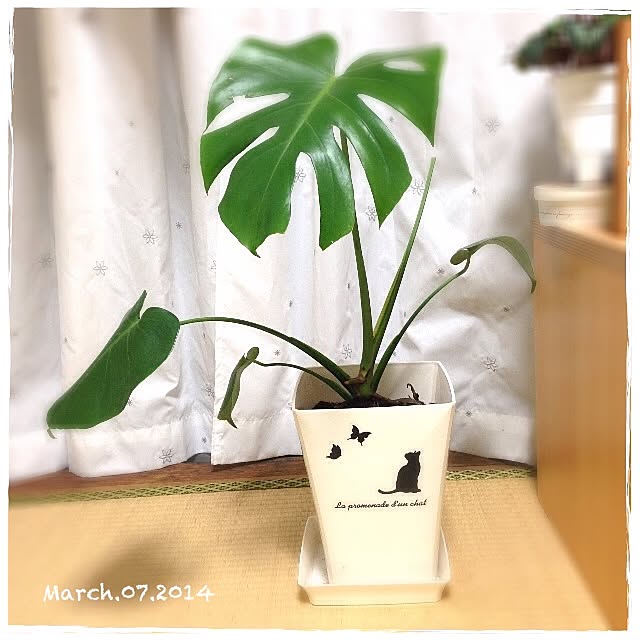 Makikoさんの実例写真