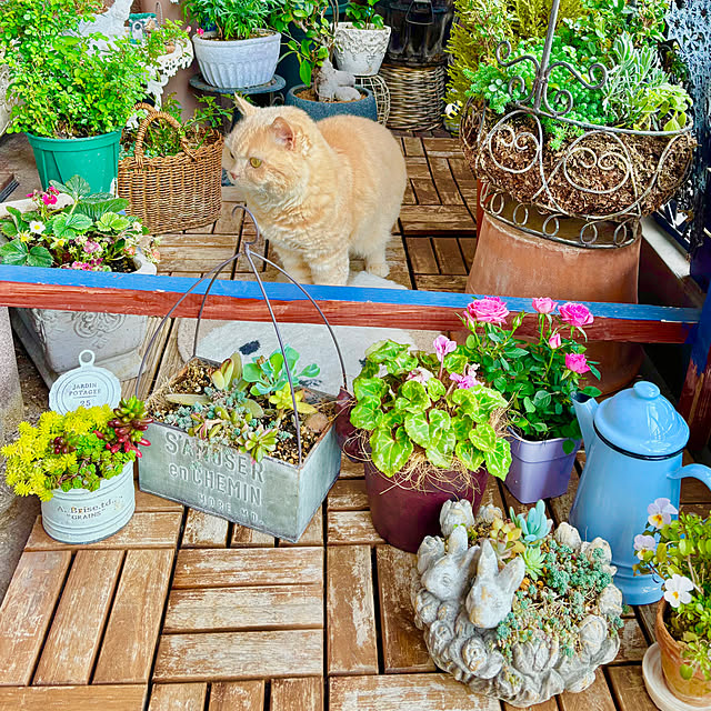 naokoさんの実例写真