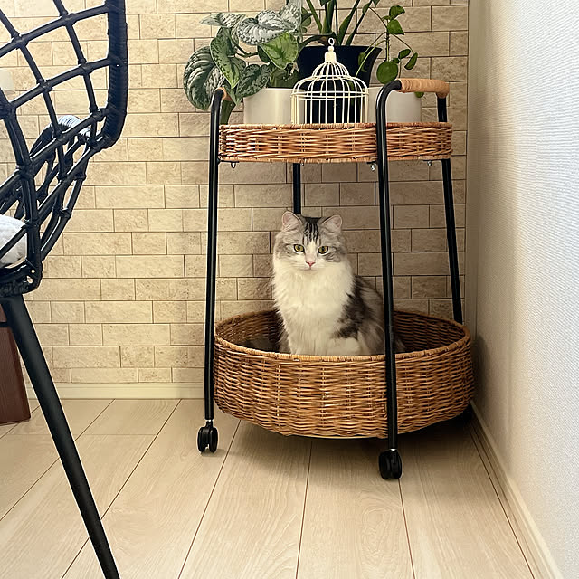 cotoriさんの実例写真