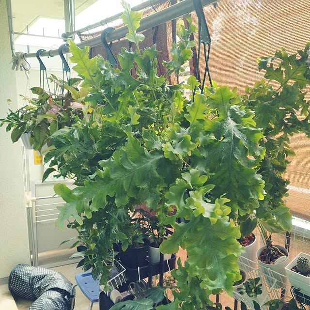 runaさんの部屋