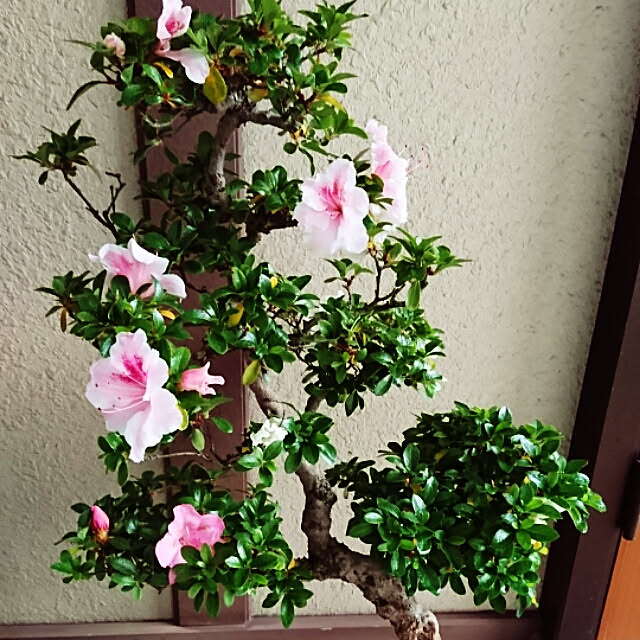oliveさんの実例写真