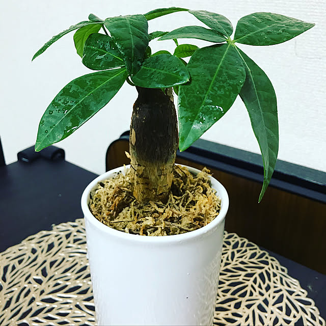 Vanさんの実例写真