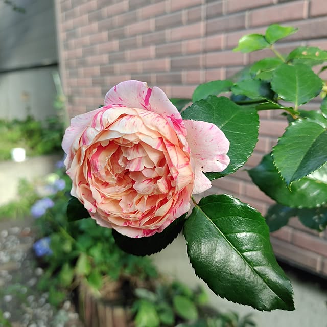 kiraさんの実例写真