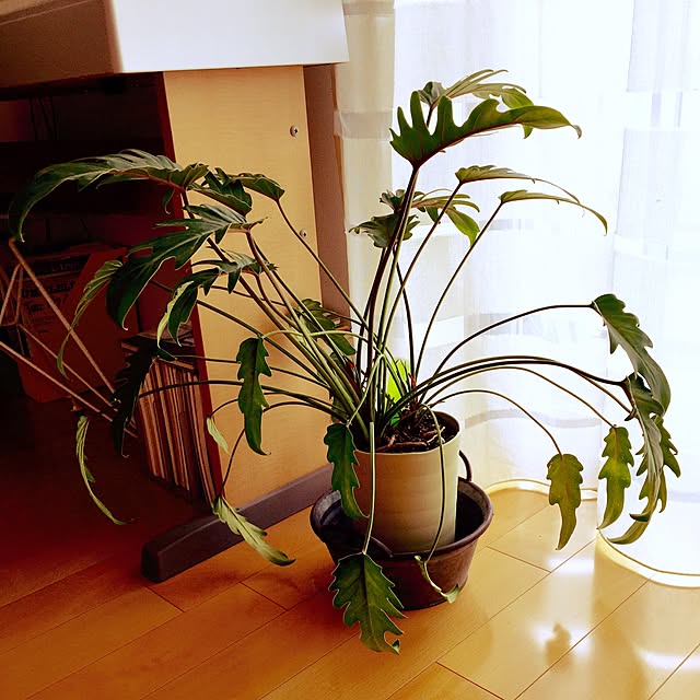 ffgreenさんの実例写真