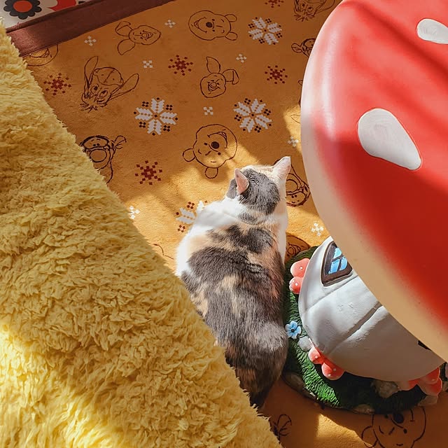 kumutanさんの部屋