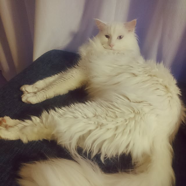 Msenbeeeさんの実例写真