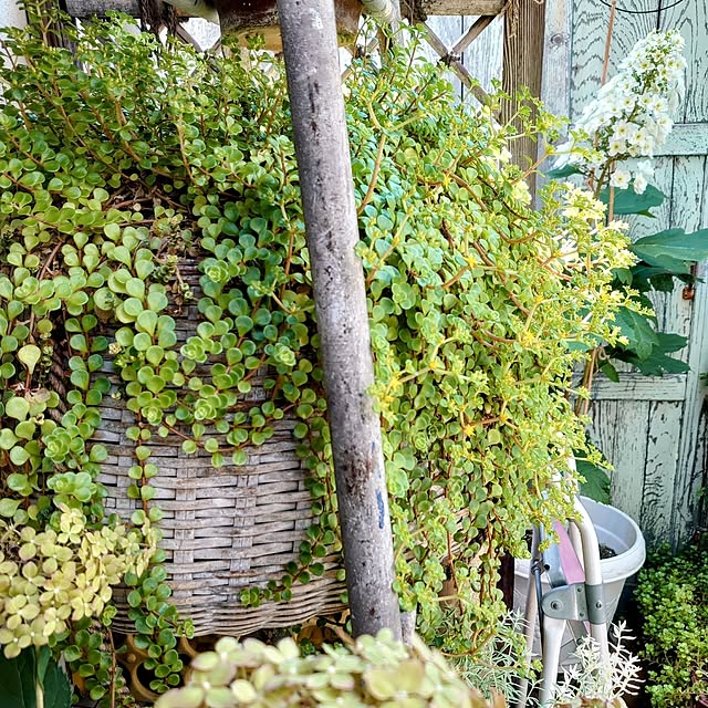akaidarumaさんの部屋