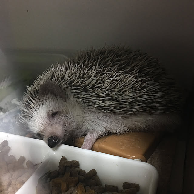Shoさんの実例写真